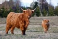 Highland cattles