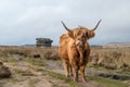 Highland coo in front of the Eaglestone Flat Royalty Free Stock Photo