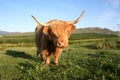 Highland cow