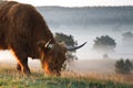 Highland cow