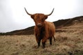 Highland Cow Royalty Free Stock Photo