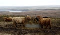 Highland Cow on the road to dunnet Head,Scotland,UK Royalty Free Stock Photo