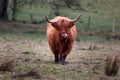 Highland Cow Aberdeen Angus Royalty Free Stock Photo