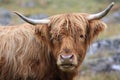 Highland cow