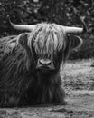 Highland cow black and white cattle