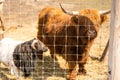 Highland cow brown in a cage. Royalty Free Stock Photo