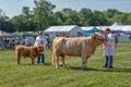 Highland Cattle waiting to be judged, Hanbury Countryside Show, Worcestershire, England.