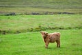 Highland cow calf in pasture field. Farming in Scotland. Royalty Free Stock Photo