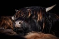 Highland Cow calf portrait isolated on black background Royalty Free Stock Photo