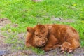Highland Cow Calf Resting Royalty Free Stock Photo