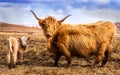 Highland Cow and Calf Royalty Free Stock Photo