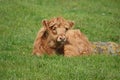 Highland cow calf sitting in field Royalty Free Stock Photo