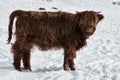 Highland cow calf on snowy field Royalty Free Stock Photo