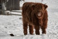 Highland cow calf on snow covered field sticking out tongue Royalty Free Stock Photo