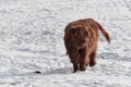 Highland cow calf standing on snowy field Royalty Free Stock Photo