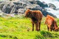 Highland cow calves Royalty Free Stock Photo