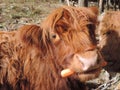 Highland Cow with carrot Royalty Free Stock Photo