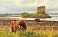 Highland cattle at Castle Stalker, Scotland Royalty Free Stock Photo