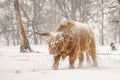 Highland cow Cattle Bos taurus taurus covered with snow and ice. Deelerwoud in the Netherlands. Scottish highlanders