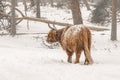 Highland cow Cattle Bos taurus taurus covered with snow and ice. Deelerwoud in the Netherlands. Scottish highlanders
