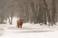 Highland cow Cattle Bos taurus taurus covered with snow and ice. Deelerwoud in the Netherlands. Scottish highlanders