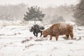 Highland cow Cattle Bos taurus taurus covered with snow and ice. Deelerwoud in the Netherlands. Scottish highlanders