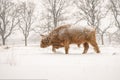 Highland cow Cattle Bos taurus taurus covered with snow and ice. Deelerwoud in the Netherlands. Scottish highlanders Royalty Free Stock Photo