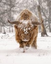 Highland cow Cattle Bos taurus taurus covered with snow and ice. Deelerwoud in the Netherlands. Scottish highlanders