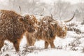 Highland cow Cattle Bos taurus taurus covered with snow and ice. Deelerwoud in the Netherlands. Scottish highlanders