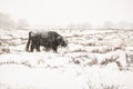 Highland cow Cattle Bos taurus taurus covered with snow and ice. Deelerwoud in the Netherlands. Scottish highlanders