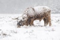 Highland cow Cattle Bos taurus taurus covered with snow and ice. Deelerwoud in the Netherlands. Scottish highlanders