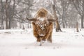 Highland cow Cattle Bos taurus taurus covered with snow and ice. Deelerwoud in the Netherlands. Scottish highlanders