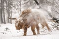Highland cow Cattle Bos taurus taurus covered with snow and ice. Deelerwoud in the Netherlands. Scottish highlanders Royalty Free Stock Photo
