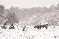 Highland cow Cattle Bos taurus taurus covered with snow and ice. Deelerwoud in the Netherlands. Scottish highlanders