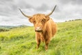 Highland Cow