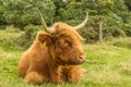 Highland Cow