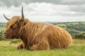 Highland Cow