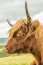 Highland Cow