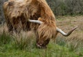 Highland cow chewing on grass Royalty Free Stock Photo