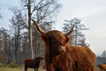 Highland cow close up Royalty Free Stock Photo