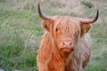 Highland Cow