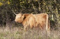 Highland Cow at Denaby Ings, in Doncaster, South Yorkshire.