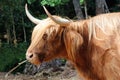 Highland cow Royalty Free Stock Photo