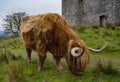 Highland cow chewing on grass Royalty Free Stock Photo