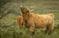 A highland cow eating the leaves from a tree