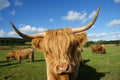 Highland cow face in farm in scottland