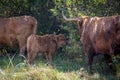 Highland cow family together Royalty Free Stock Photo