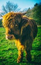 Highland Cow Royalty Free Stock Photo