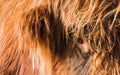 Highland Cow Royalty Free Stock Photo