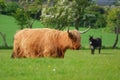 Highland cow on farm in Scotland